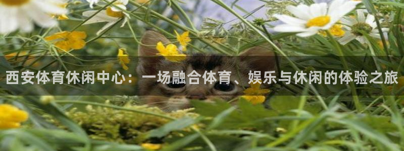 678体育官网